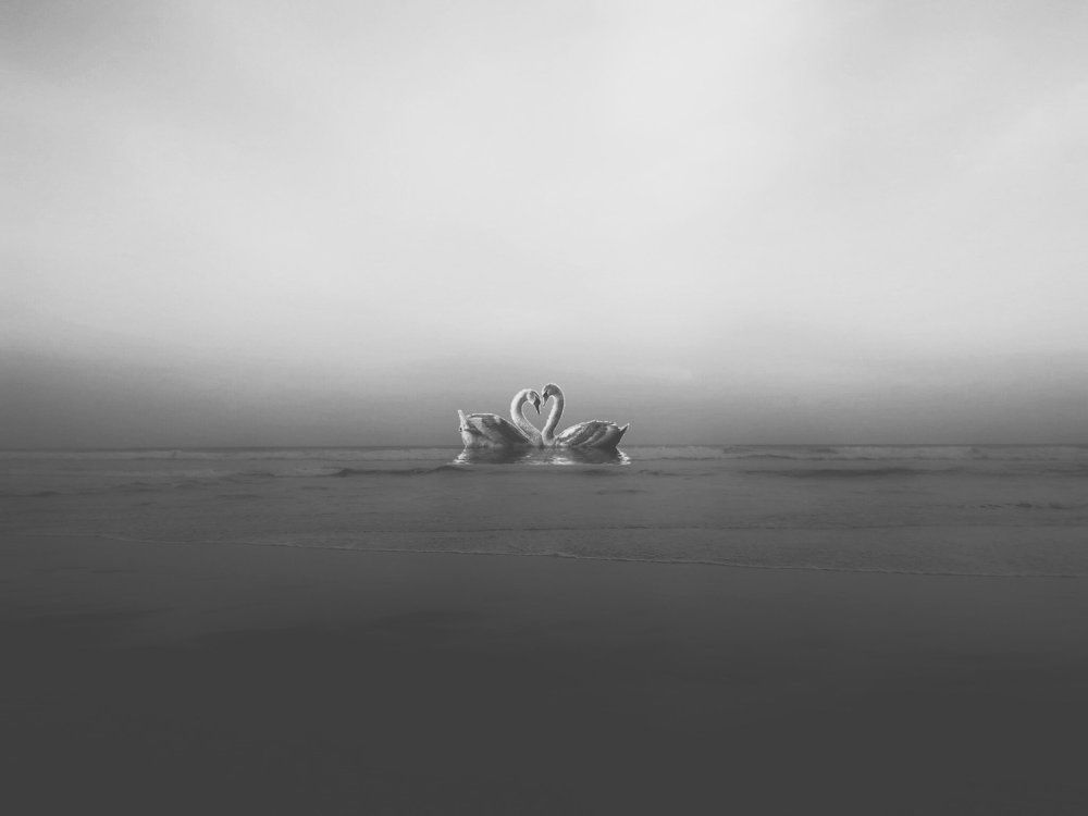 Swan