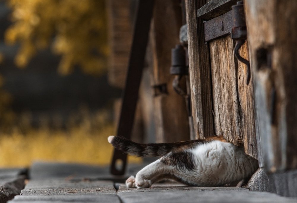А счастье упорно лезло в дом