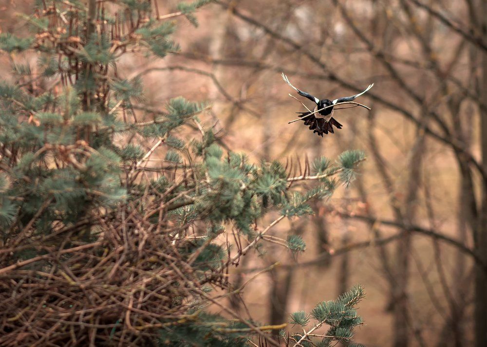 Сорока въёт гнездо