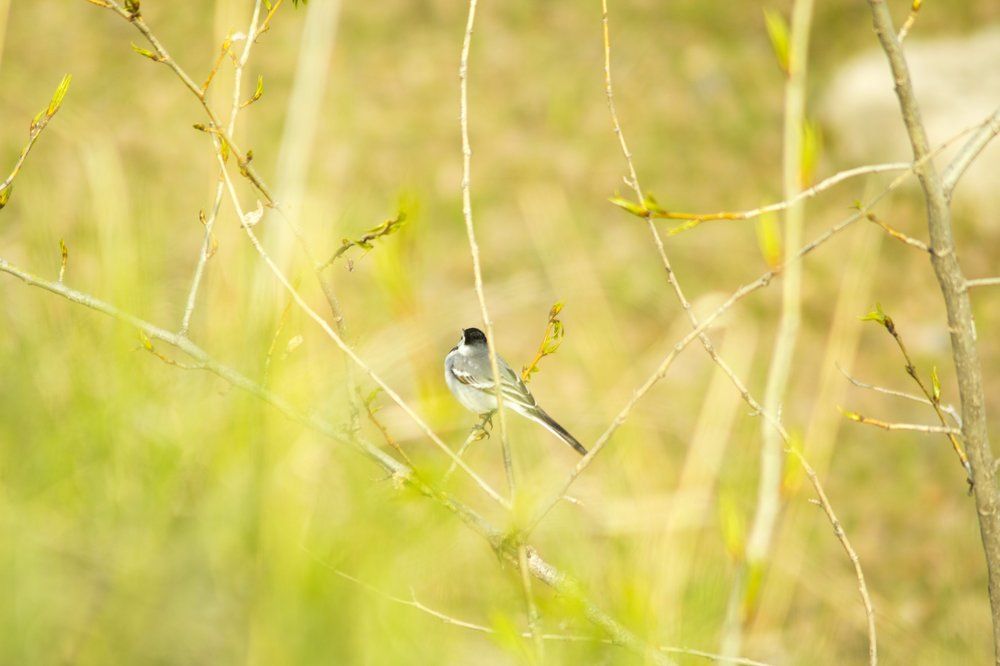 спутница троп