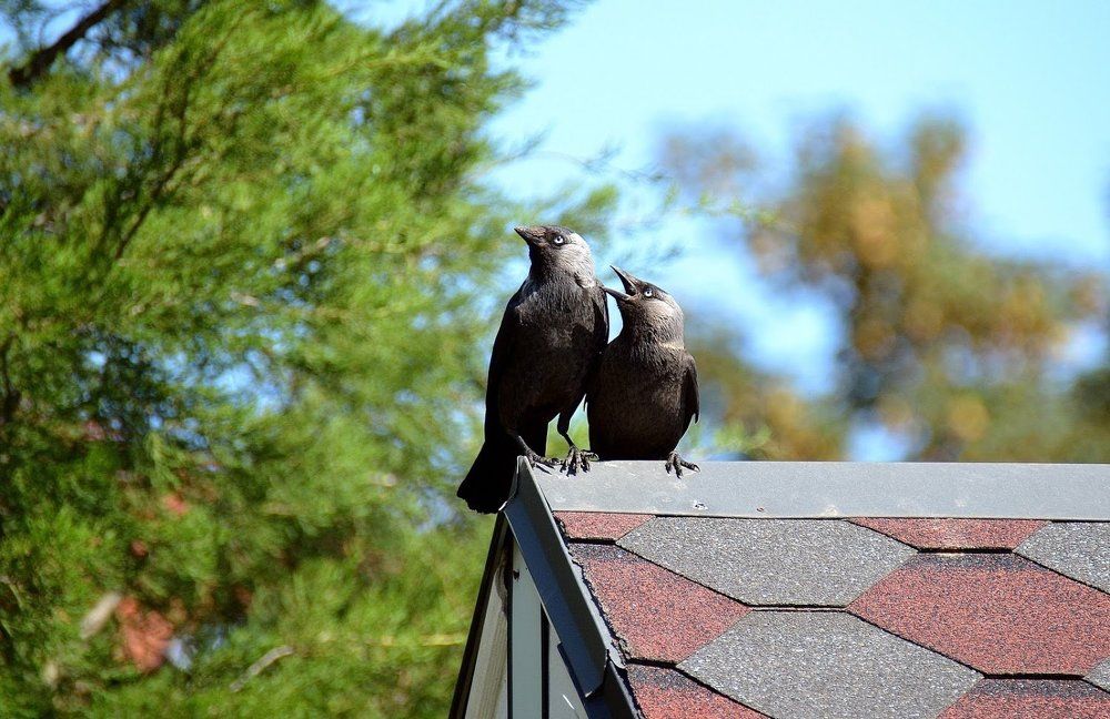 Photograph by Елена Боржковская