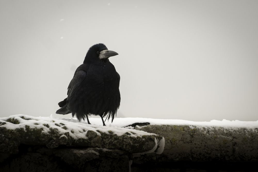 Дневной дозор