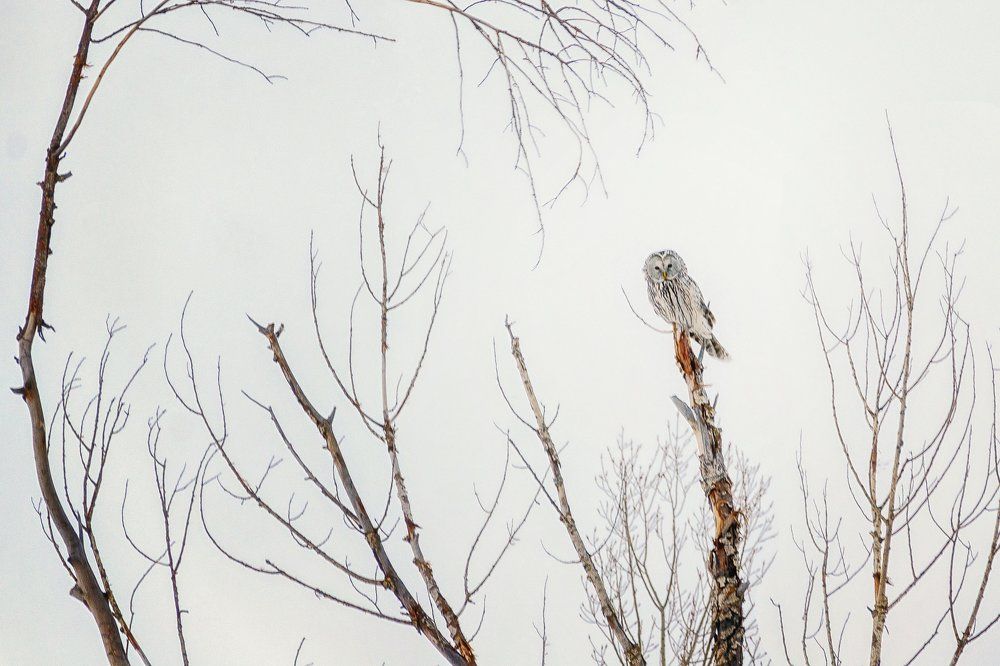 Длиннохвостая неясыть
