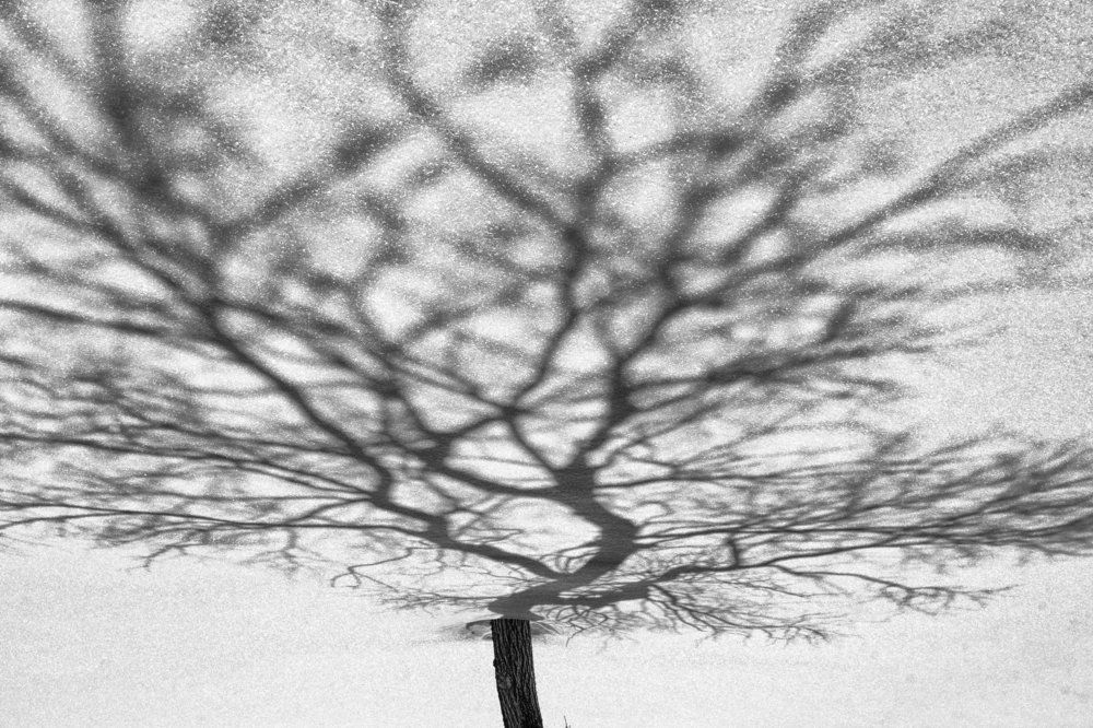 Вырастают тени...