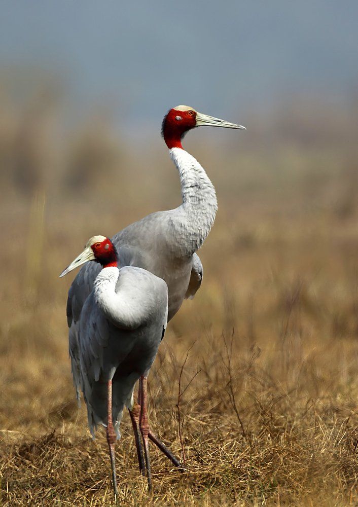 Pair for a lifetime...