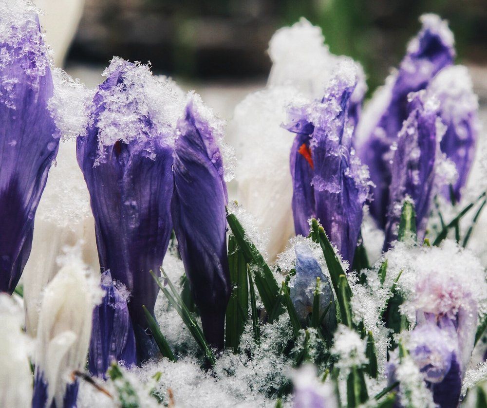 Oh, this spring