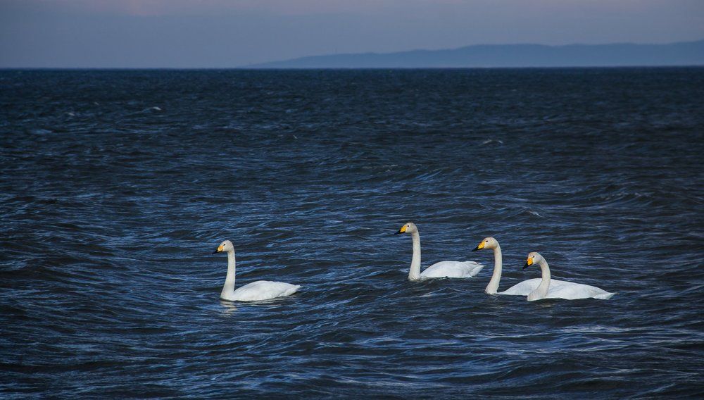 Лебеди-кликуны.
