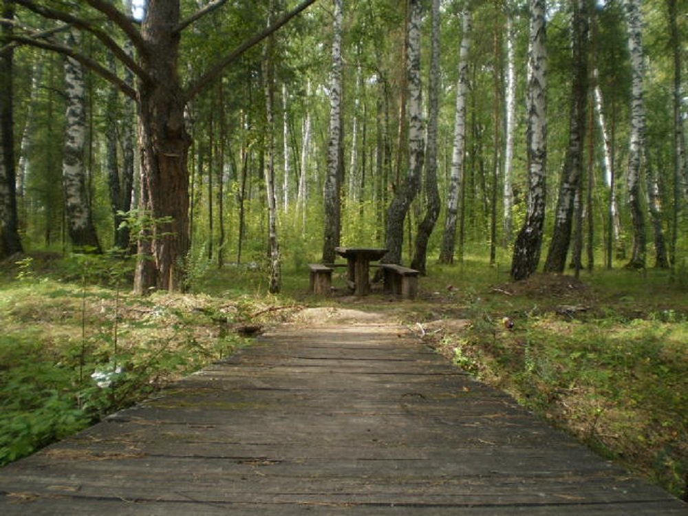 Лесной пейзаж