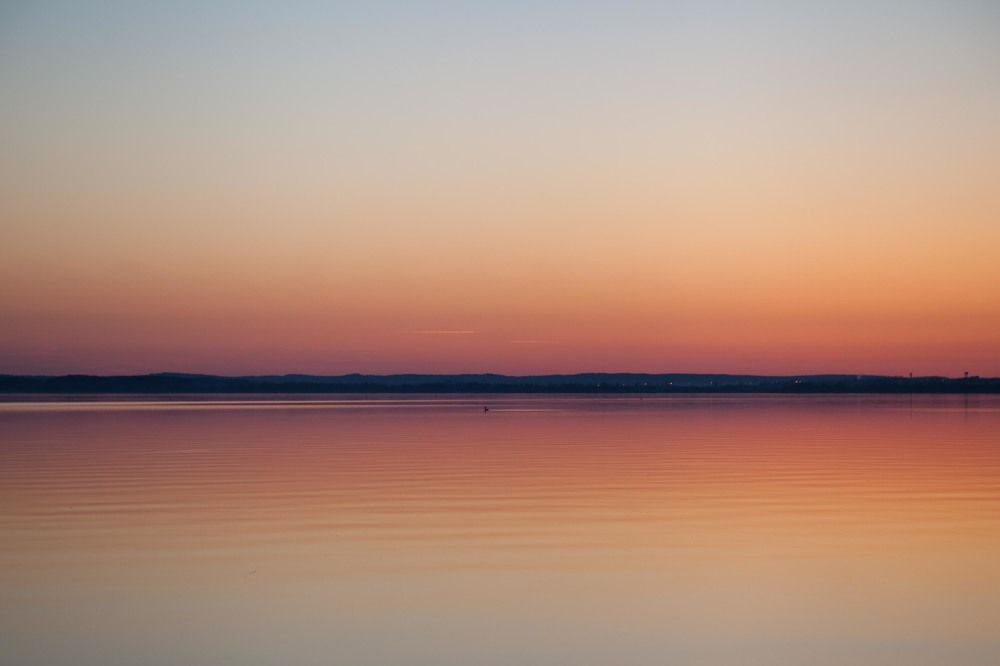 одинокая утка