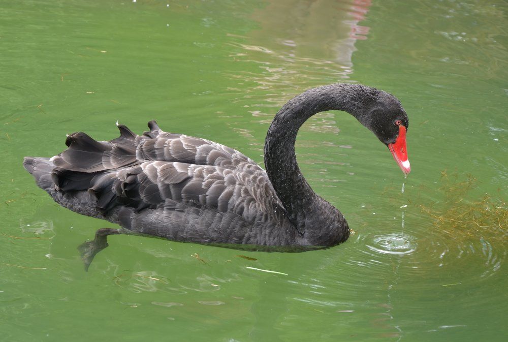 Лебедь на пруду