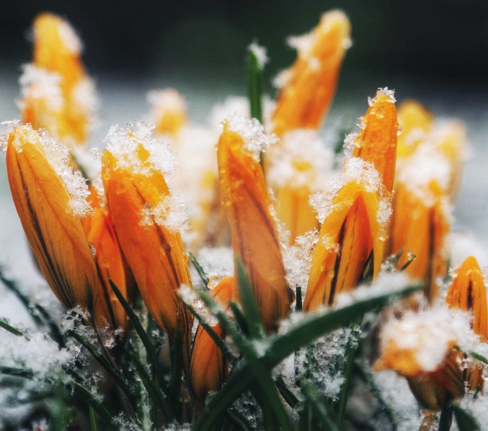 Oh, this spring