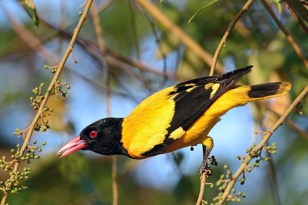 Черноголовая иволга