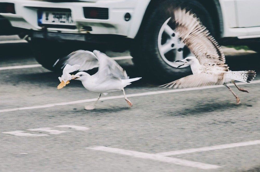 Битва за мороженое