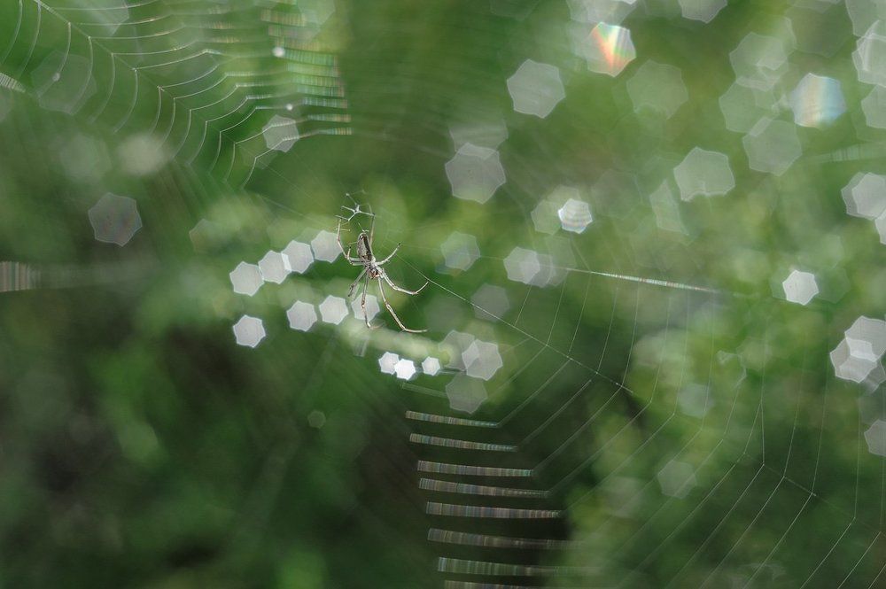 Купание в Bokeh