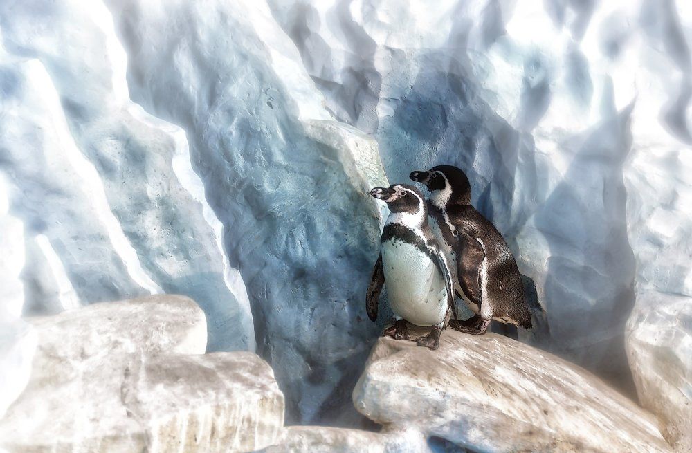 Лоло и Пепе