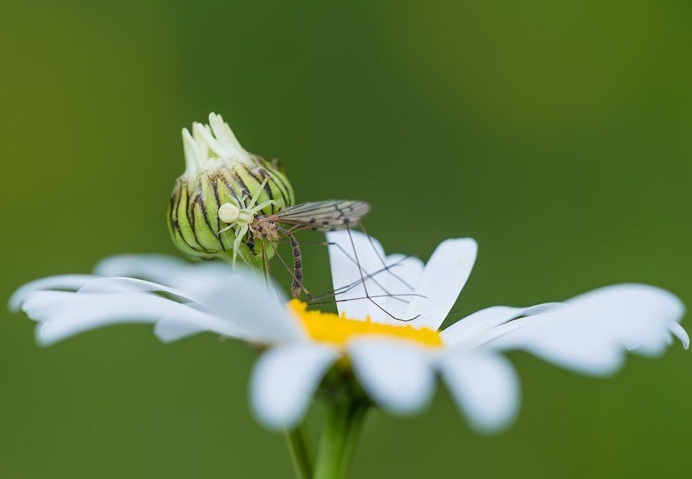 Мал да удал!
