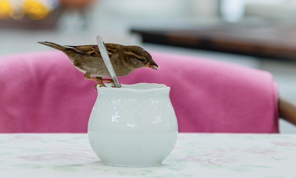 Wild side loves sugar!