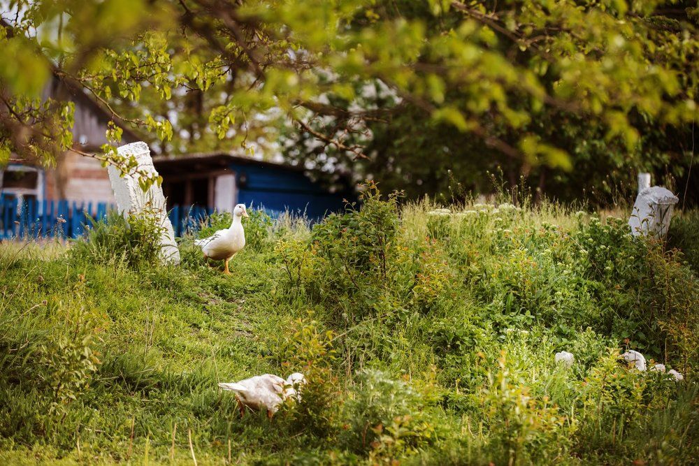 Я тоже важная птица