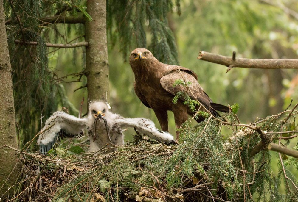 Родительская забота