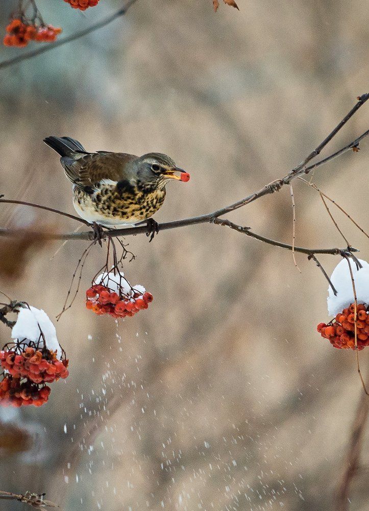 Дрозд рябинник.