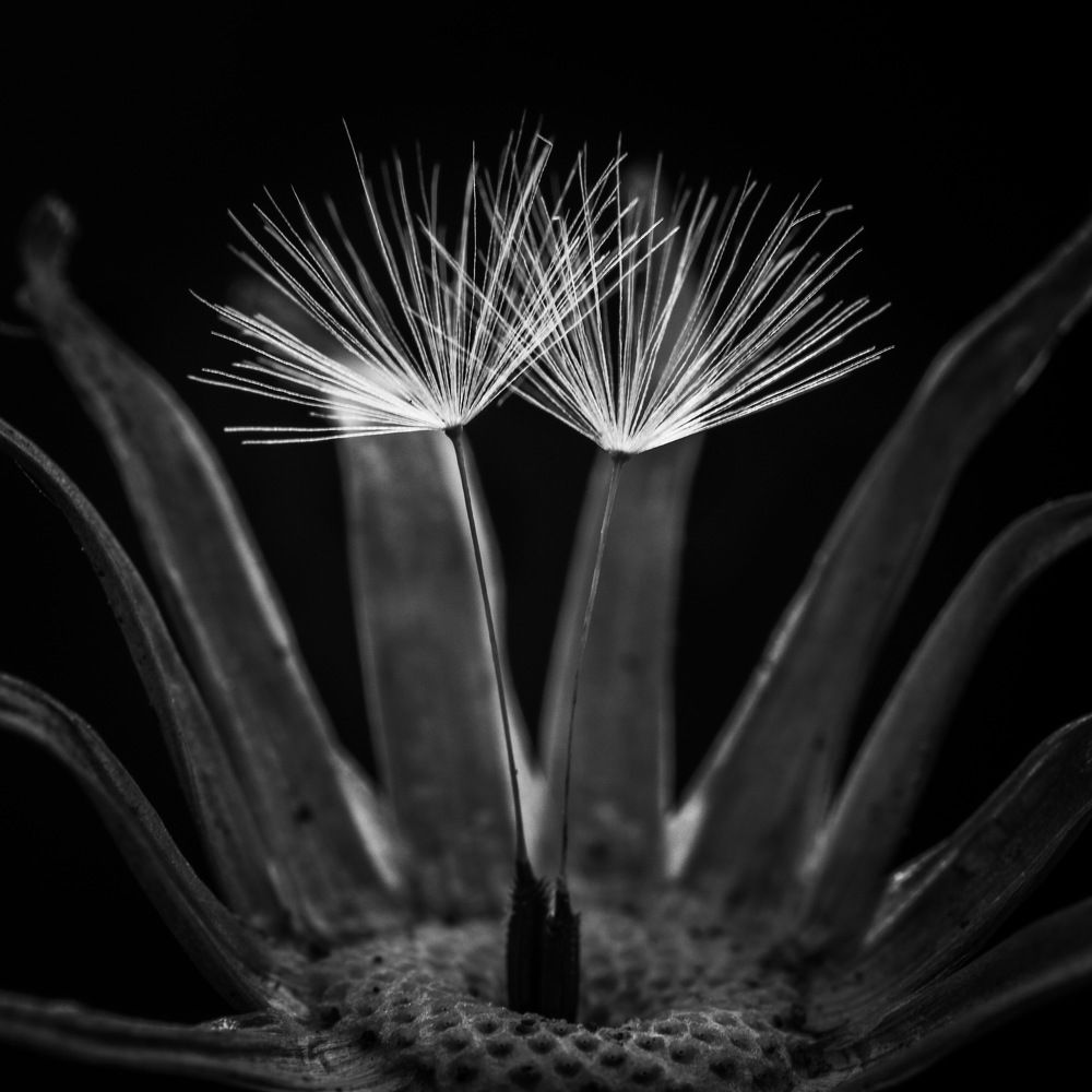 Танец на цыпочках