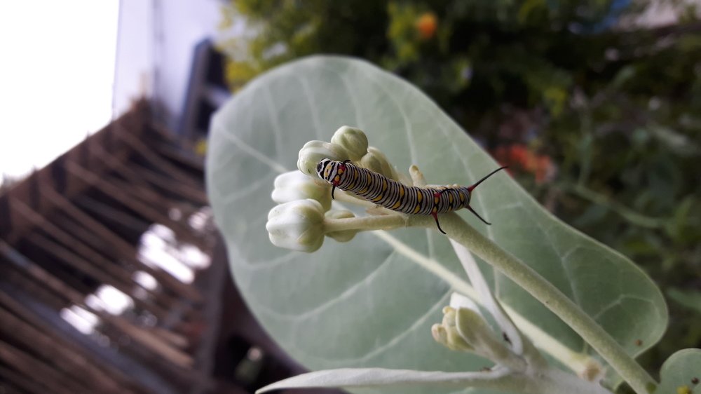 Caterpillar