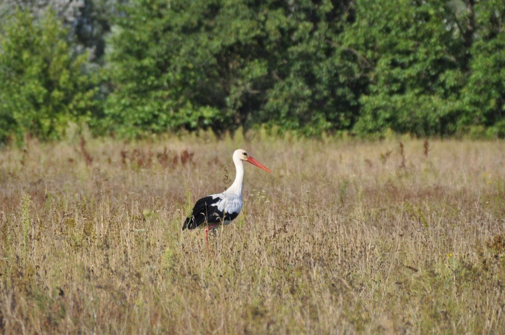 Фотография автора Дарья Шевченко