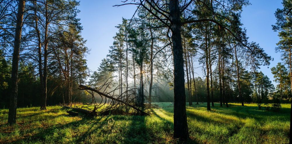 В рассветный час