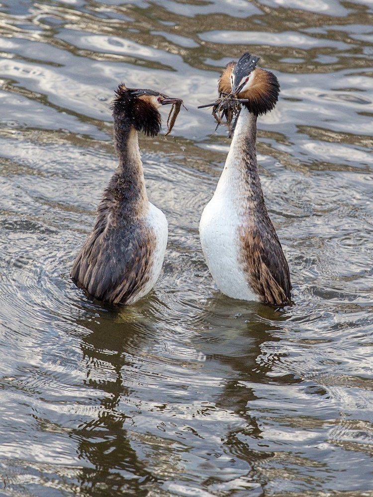 Водорослевая церемония