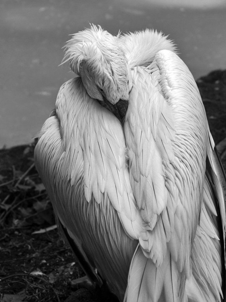 Сон пеликана