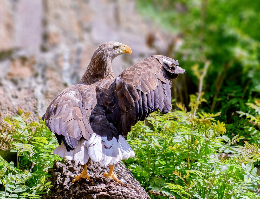 Орлан-белохвост