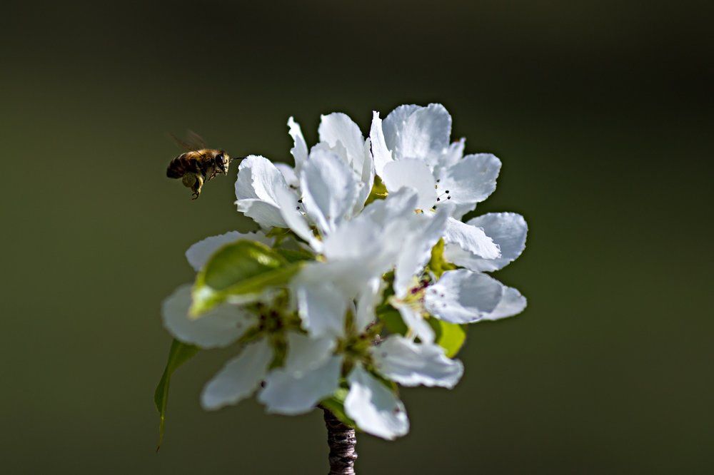 Аромат яблони манит.