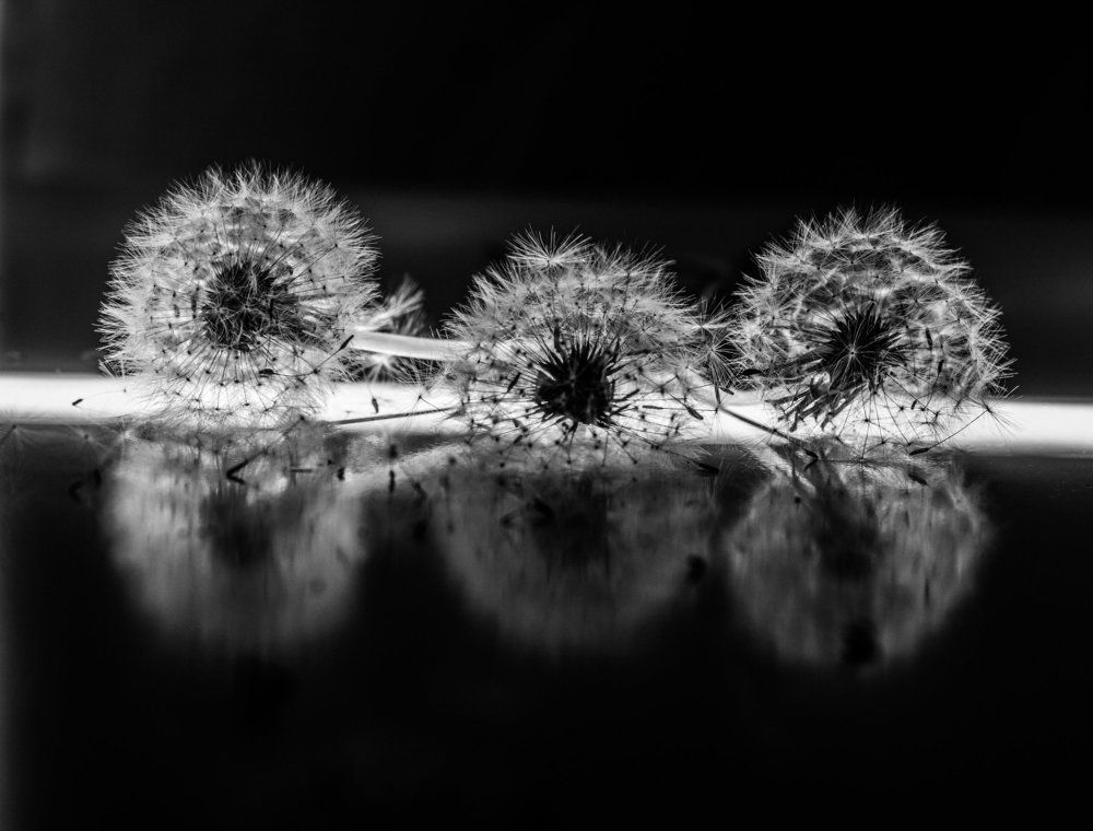 ...одуванчики...