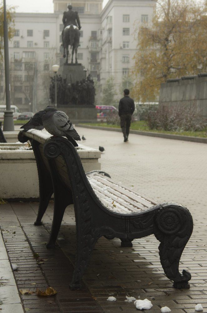 Голуби в городе