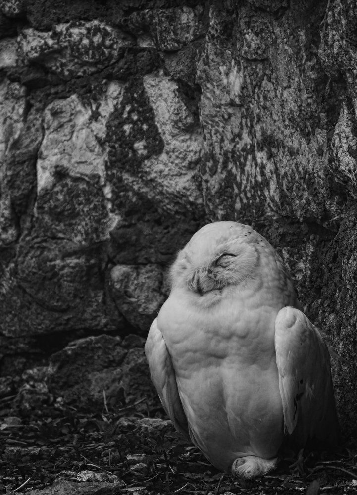 Photograph by Логинова Юлия