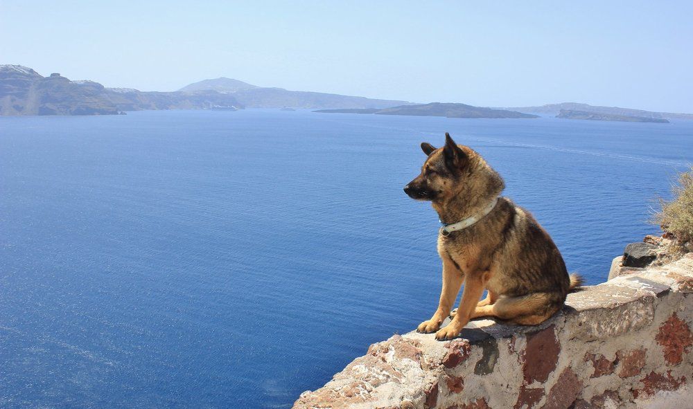 Тоска по Родине.