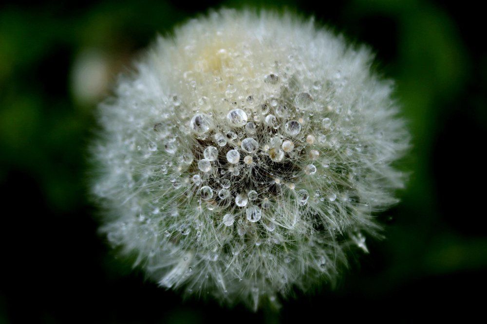 Photograph by Колесник Татьяна