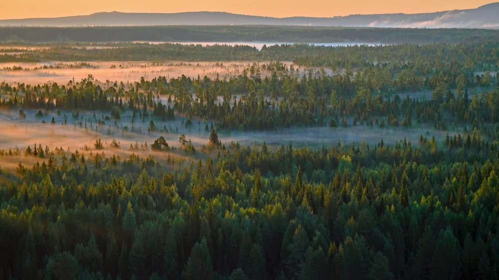 "Зона тайги.Восход."