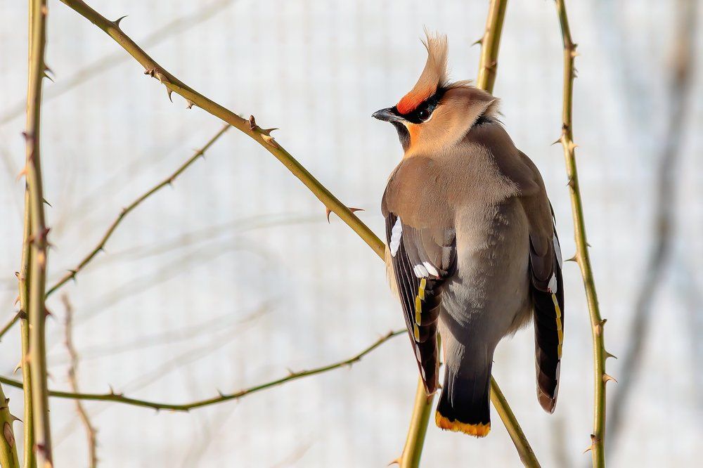 Свиристель.