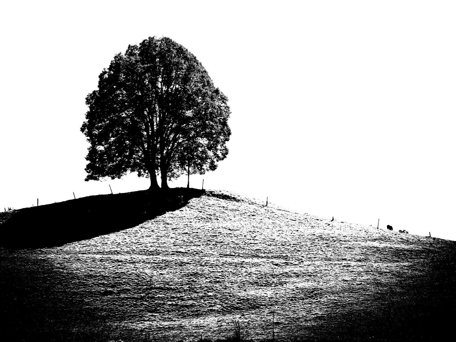 The Tree on The Hill