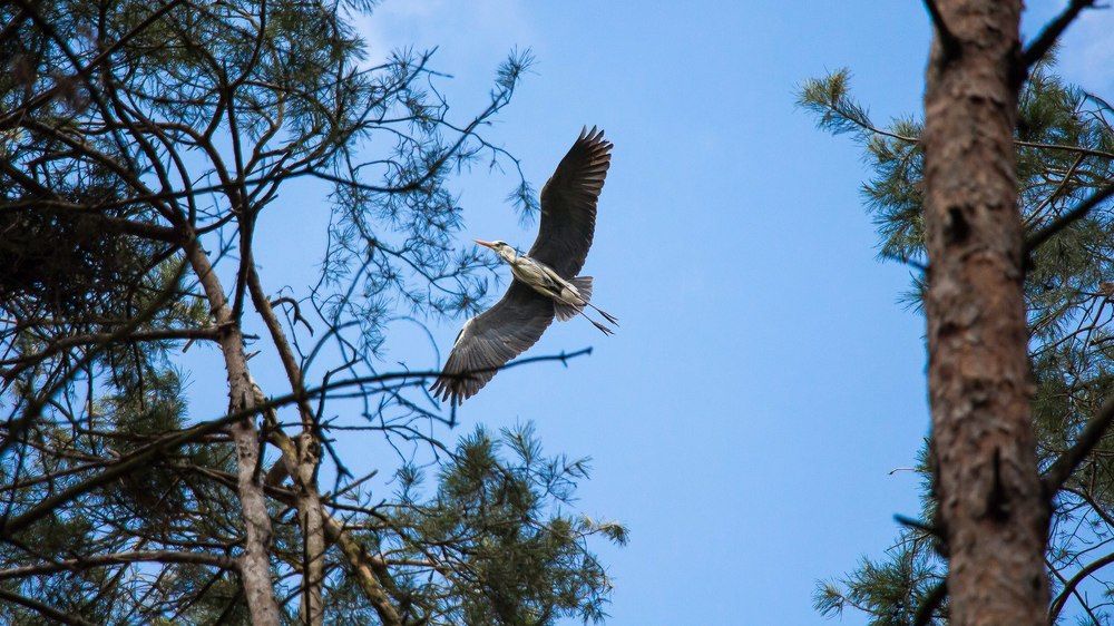 Pterodactyl of our time!