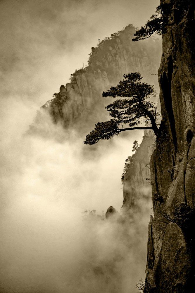 Хуаншаньские сосны