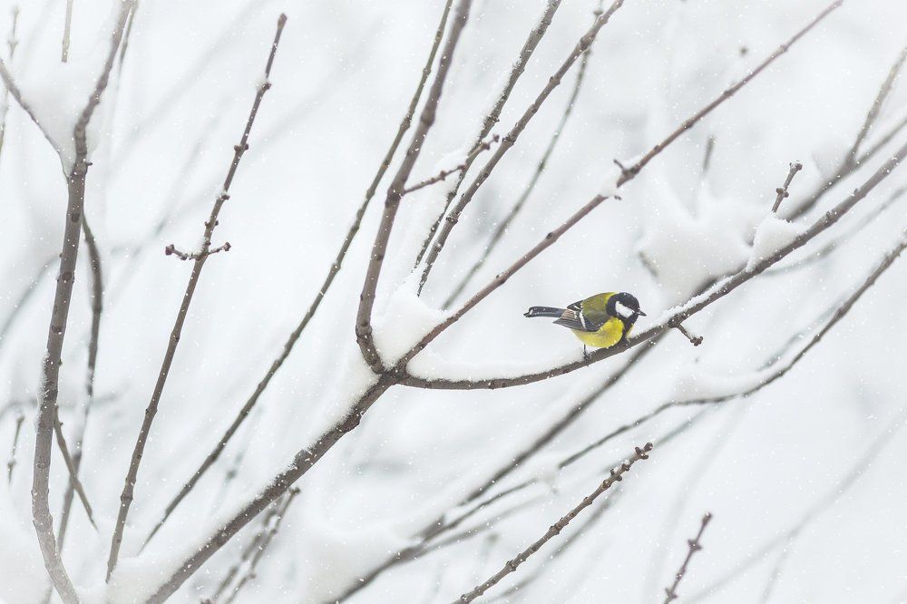 Большая синица