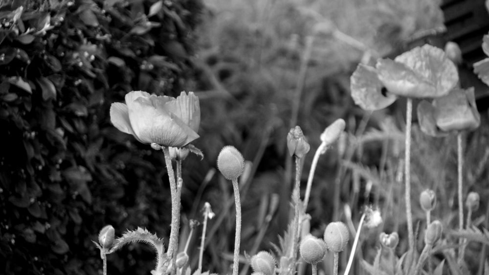 Маки на Сенатской площади