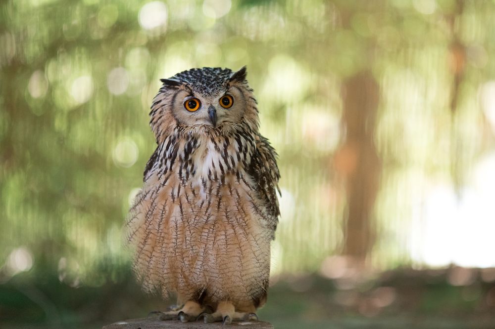 Застенчивый