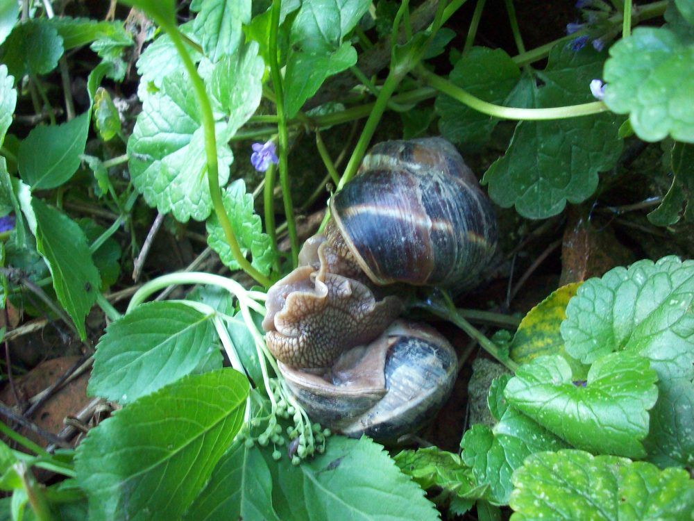 Естествена любов