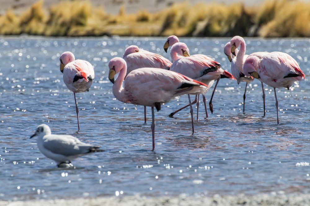 Розовые фламинго Альтиплано