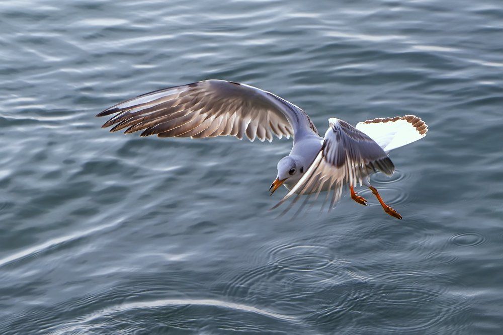 Чайка с озера Гарда