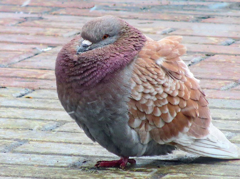 Шикарный наряд!