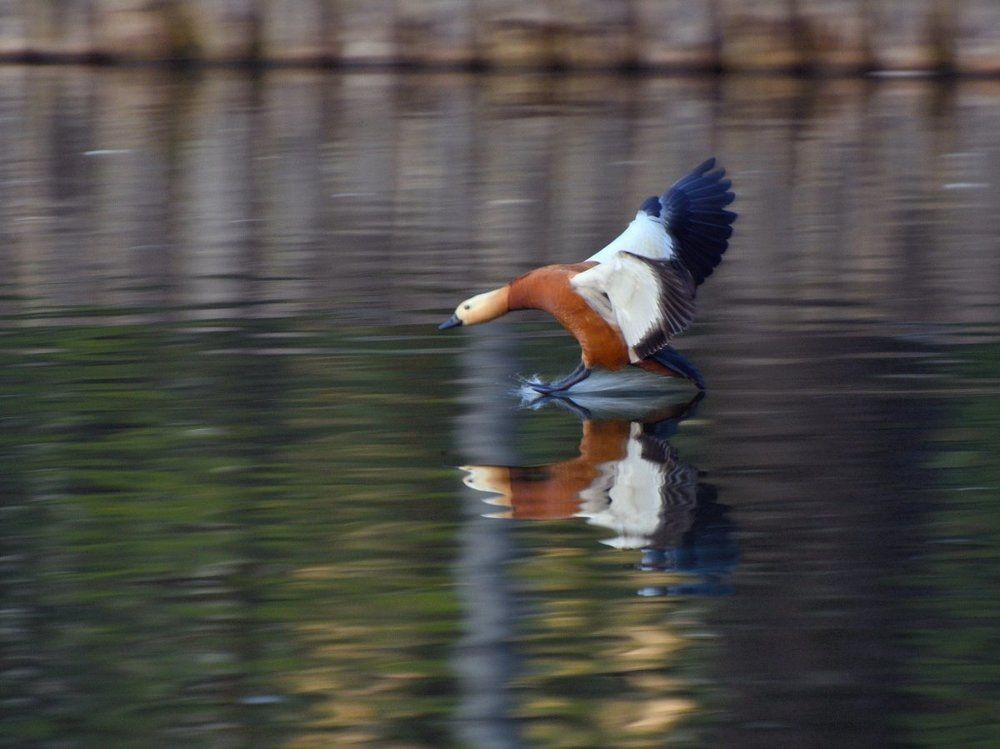 FINE PILOT! Есть контакт!